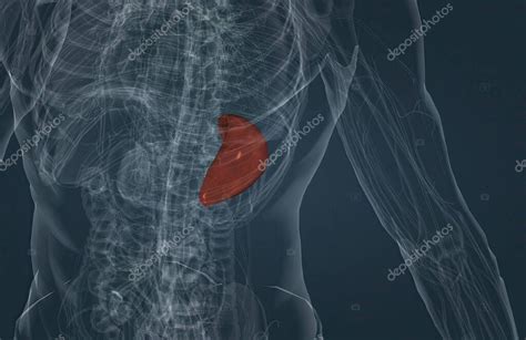 The spleen is a small organ inside your left rib cage, just above the stomach 3d illustration 2023