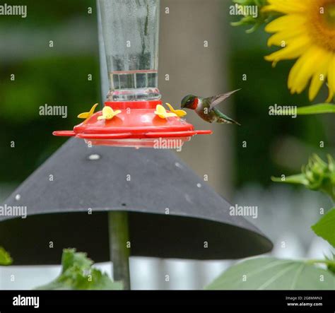 Ruby Throated Hummingbird at Feeder Stock Photo - Alamy