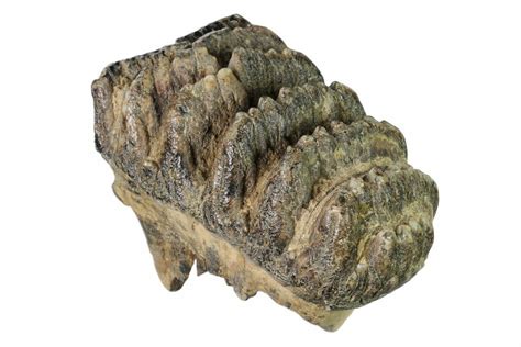 4.8" Partial, Fossil Stegodon Molar - Indonesia For Sale (#148199) - FossilEra.com