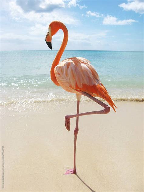 "Pink Flamingo On The Beach" by Stocksy Contributor "Jovana Milanko" | Flamingo, Pink flamingos ...