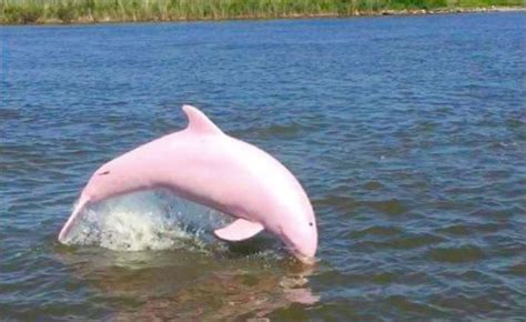 Meet Pinkie, the Extremely Rare Albino Dolphin - Your Daily Dish