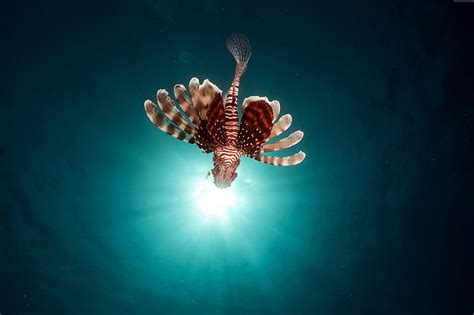 HD wallpaper: flying fish, red sea, lionfish, underwater | Wallpaper Flare