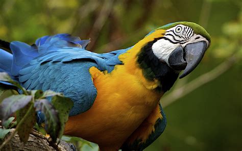 Download Animal Blue-and-yellow Macaw HD Wallpaper