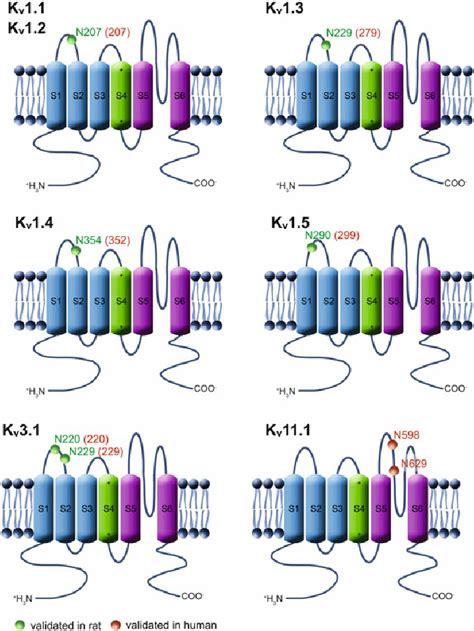 Schematic representation of the location of validated N -glycosylation... | Download Scientific ...