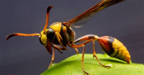 Wasp vs Yellow Jacket: 5 Key Differences Explained - A-Z Animals