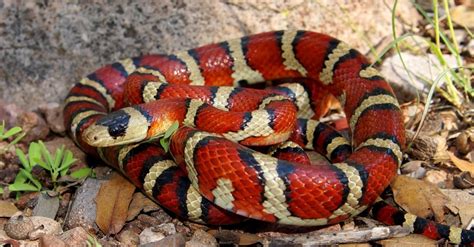 Coral Snake vs Kingsnake: 5 Key Differences Explained - AZ Animals