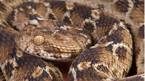 Snake bites are now a global health priority, says WHO - BBC News