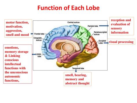 PPT - CEREBRUM PowerPoint Presentation, free download - ID:1770207