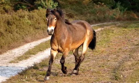 Exmoor Pony: Characteristics, Facts, Temperament