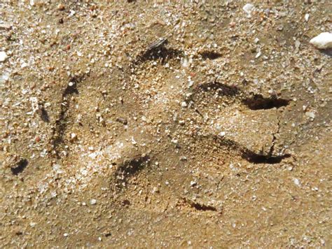 Knowing Coyote Tracks – Linda J. Spielman