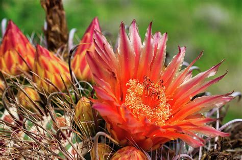 Barrel Cactus Flower Photograph by Sandra La Vigne - Fine Art America