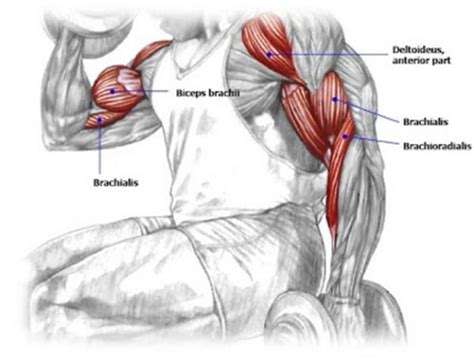 The Complete Biceps Training Guide For Maximum Arms Development - GymGuider.com