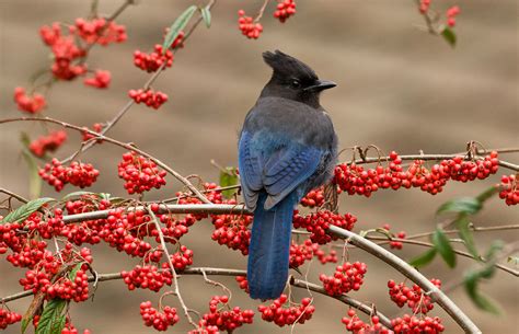 Birds of the World | Land Trust Bird Conservation Initiative