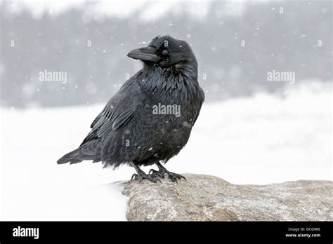 Raven snow hi-res stock photography and images - Alamy