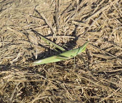 Green Locust, Wing Insect. Pest of Agricultural Crops. Locusts O Stock ...