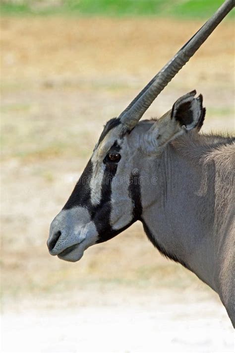 Oryx Antelope stock photo. Image of grass, horns, portrait - 20464138