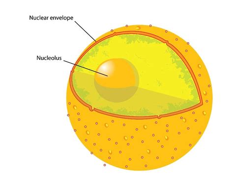 Pin on Cell Parts / Biology Project