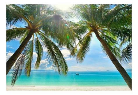 Tropical Palm Tree Wallpaper - Palm Tree Wallpaper Leaves - 570x855 ...