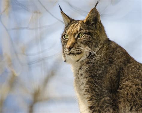 More lynx sightings might indicate a larger population of the cat in ...