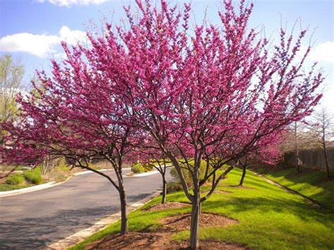 Redbud Tree - Varieties and How to Care for Cercis Trees