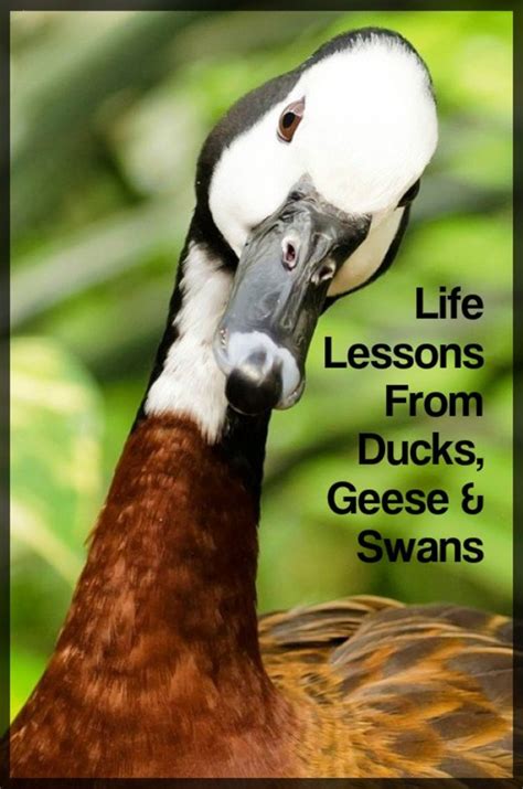 5 Lessons Ducks, Geese, and Swans Can Teach Us About Life - PetHelpful