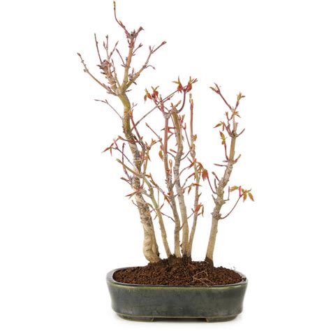 Acer palmatum, 29 cm, ± 5 years old - Bonsai Plaza