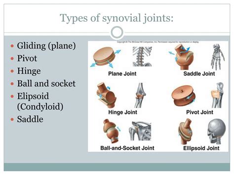 Types Of Synovial Joints