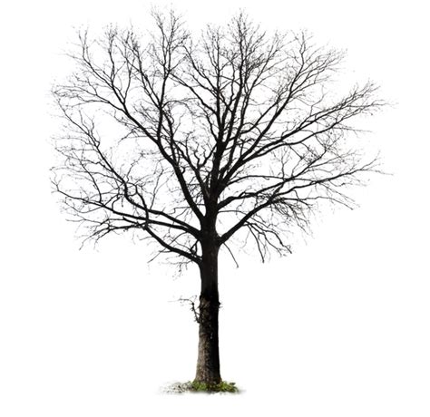 Barren Winter Tree PNG Stock Photo 0131 Orig by annamae22 on DeviantArt