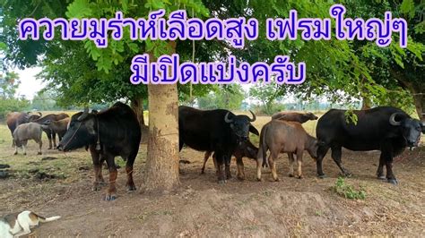 ควายมูร่าห์เลือดสูง พร้อมเปิดราคา พี่เนตร 0903703654 #ควาย#ควายไทย #ควายแม่พันธุ์ #ควายงาม - YouTube