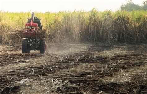 Premium Photo | Farmer harvest product in the feild