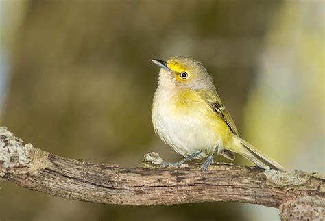 White-Eyed Vireo - A-Z Animals