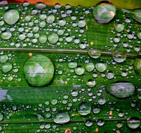 30+ Heart Grasping Morning Dew Photography - WPAisle