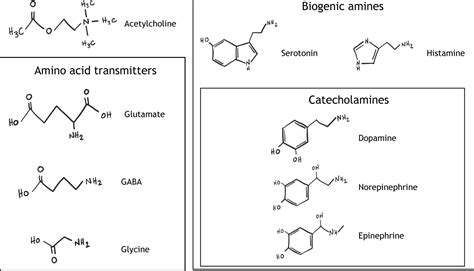 Neurotransmitter Synthesis and Storage – Foundations of Neuroscience