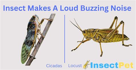 What Insect Makes a Loud Buzzing Noise