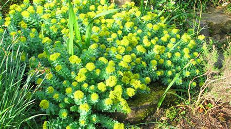 Know About Sanjeevani 'Solo' Herb Plant found in Ladakh that PM Modi mentioned in his speech