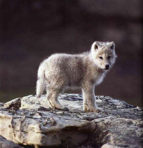 Arctic Wolf Puppies