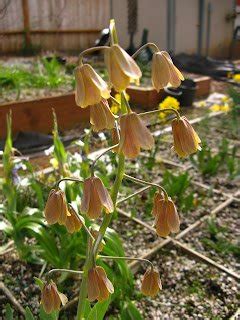 Fritillaria persica bulbs for sale. — Illahe Rare Plants