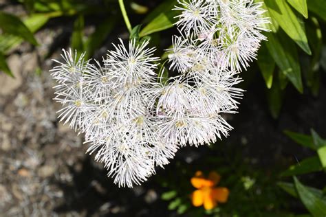 The flowers are white fluffy 3342748 Stock Photo at Vecteezy