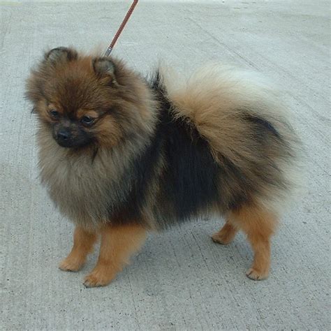 File:Pomeranian orange sable 600.jpg - Wikimedia Commons