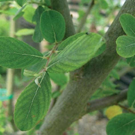 Salix caprea - Goat willow - Thorpe Trees | Thorpe Trees