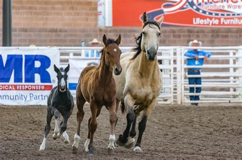 Rodeo event arena sizes explained | ABC Sheds