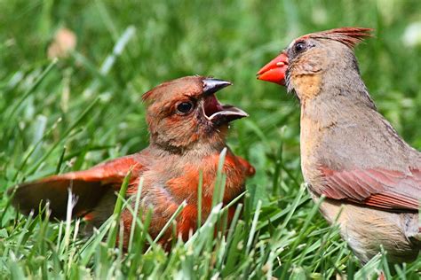 Baby Cardinal | Some interesting Cardinals in the yard today… | Flickr