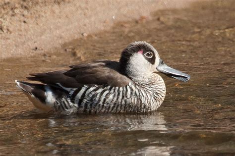 Pink-eared Duck Malacorhynchus membranaceus