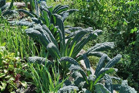 When and How to Harvest Kale | Gardener's Path