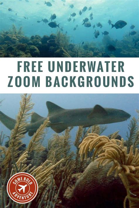 Free underwater Zoom backgrounds | Underwater, Background, Scuba diving