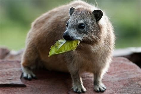 Rock Hyrax Facts | CRITTERFACTS