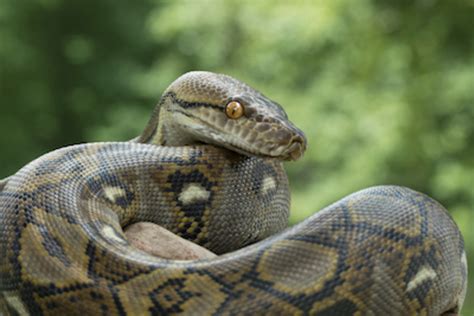 15 Biggest Snakes in the World (With Pictures) - Parade Pets