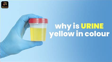 Why is Urine Yellow in Colour- Eduauraa