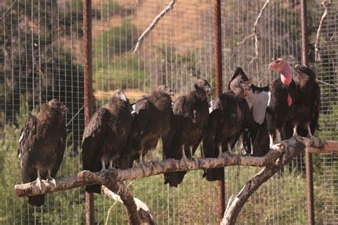 California Condor Recovery Program Spreads Its Wings | Edison International | Newsroom