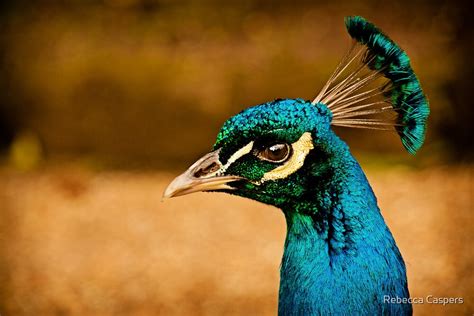 "Peacock Head Close Up" by Rebecca Caspers | Redbubble